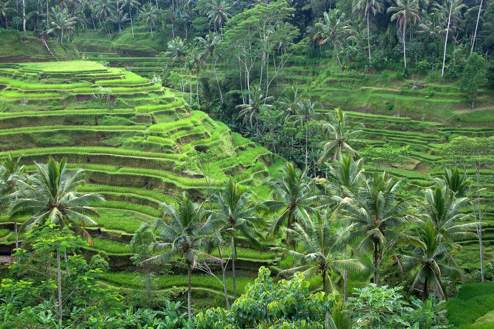 Ubud
